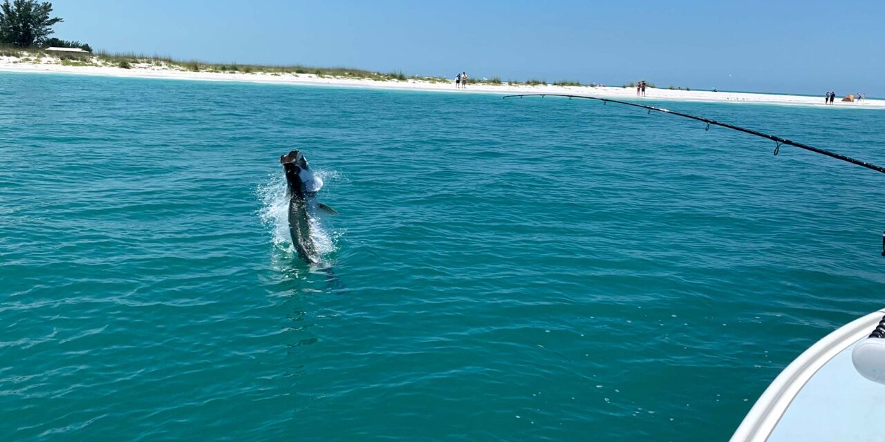 A tarpon jumping off the beach near St. Pete with a rod bent over the bow